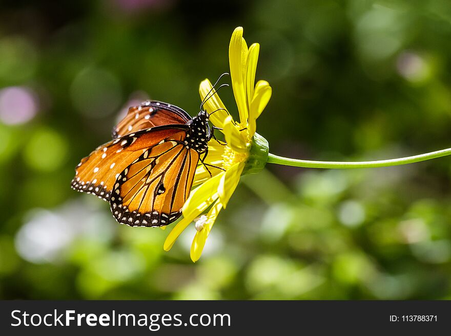 Monarch butterfly Danaus plexippus perched on yellow flower, in Arizona`s Sonoran desert. Monarch butterfly Danaus plexippus perched on yellow flower, in Arizona`s Sonoran desert.