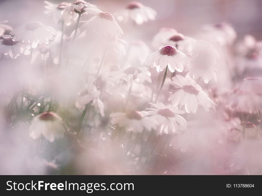 Blurry blossom daisy flowers background