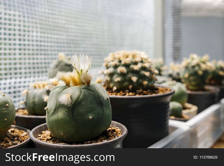 Lophophora diffusa flower cactus plant in pot with sunlight with copy space