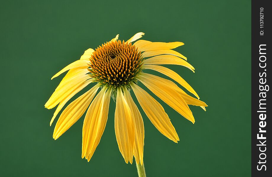 Colorful and crisp image of yellow coneflower on green background