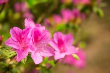 Pretty Pink Rhododendron Flowers Closeup Showing Flower Detail Stock Photography Pretty Pink Rhododendron Flowers Closeup Showing Flower Detail Stock Photography