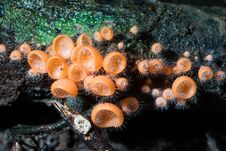 Orange Burn Cup Mushroom Or Champagne Mushrooms, In Thailand Royalty Free Stock Photography