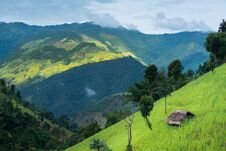Green Terraced Rice Field Mountain And Small Hut, Nature Landsc Stock Images