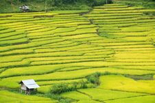 Green Terraced Rice Field In Nan, Thailand. Stock Images