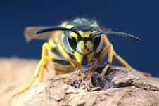 Portrait Of Venomus Vespula Germanica Wasp Stock Image Portrait Of Venomus Vespula Germanica Wasp Stock Image