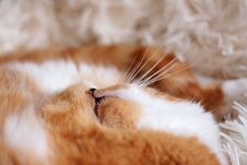 Closeup Of Tabby Ginger Cat Face With Mustache Stock Photography