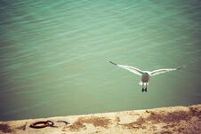 Seagull Bird Flying Near Coast Over River Royalty Free Stock Photos