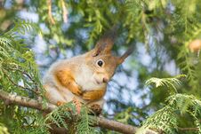 Red Squirrel On A Tree Stock Images