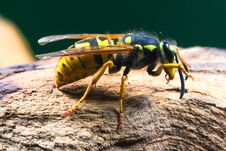 Dangerous And Poisonous Vespula Germanica Wasp Royalty Free Stock Photography
