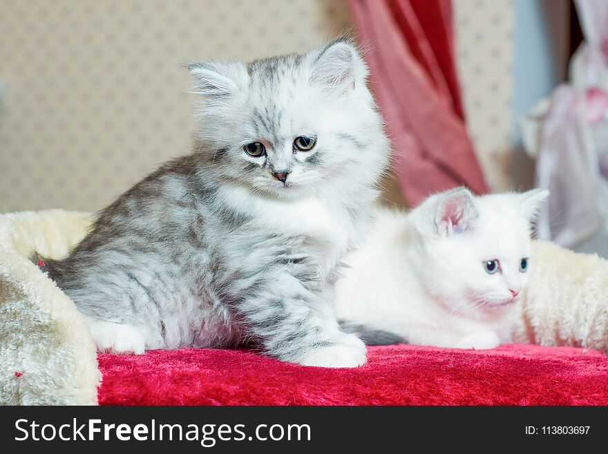 Beautiful gray and white kitten sitting and posing