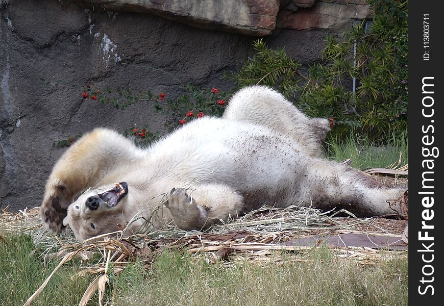 A bear laughing or yawning at a joke. A bear laughing or yawning at a joke