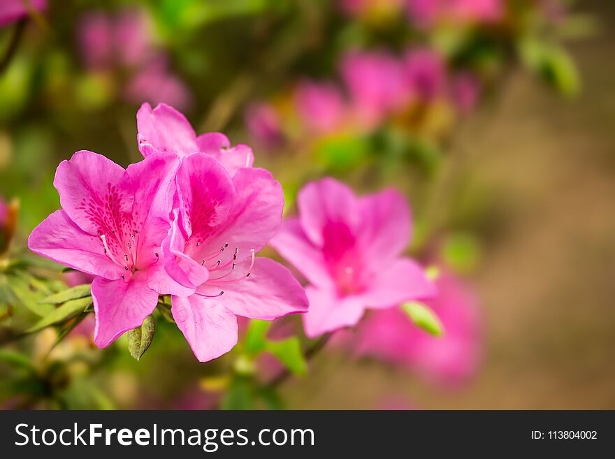 Pretty pink Rhododendron flowers closeup showing flower detail