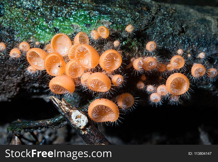 Orange burn cup mushroom or champagne mushrooms, in Thailand