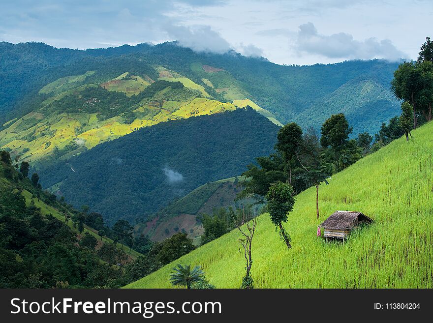 Green Terraced Rice Field mountain and small hut, nature landsc