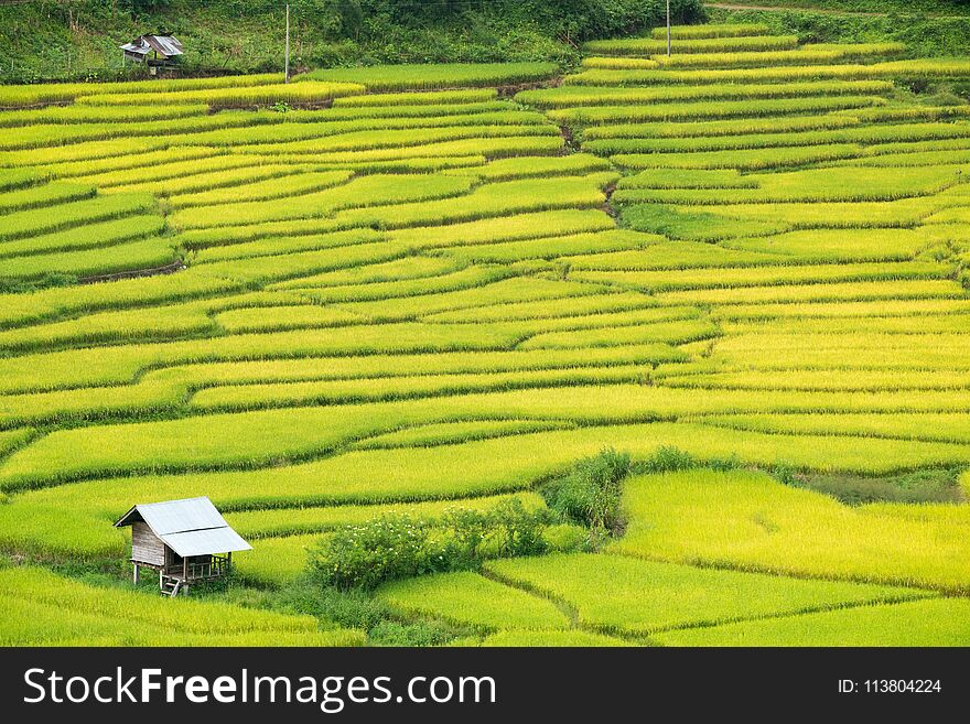 Green Terraced Rice Field in Nan, Thailand.