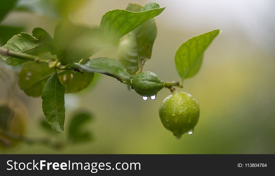 Lime on tree limb in Sicily