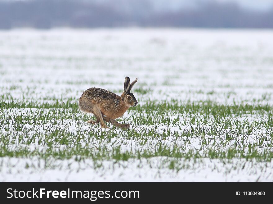 Wild Rabiit Is Jumping On Meadow In Winter