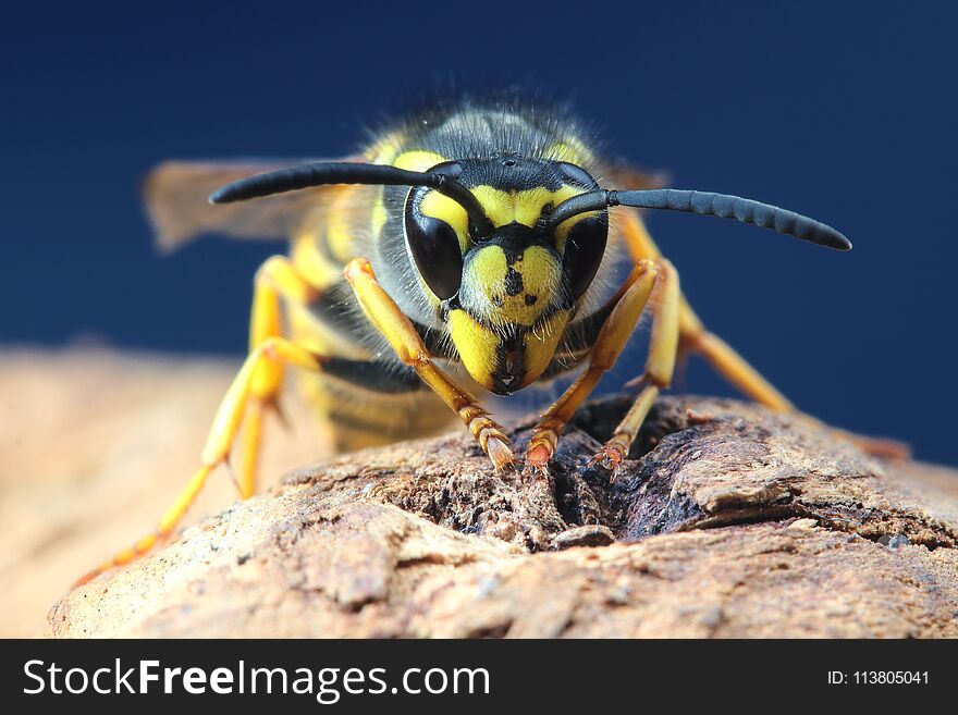 Portrait of dangerous and poisonous Vespula germanica wasp. Portrait of dangerous and poisonous Vespula germanica wasp