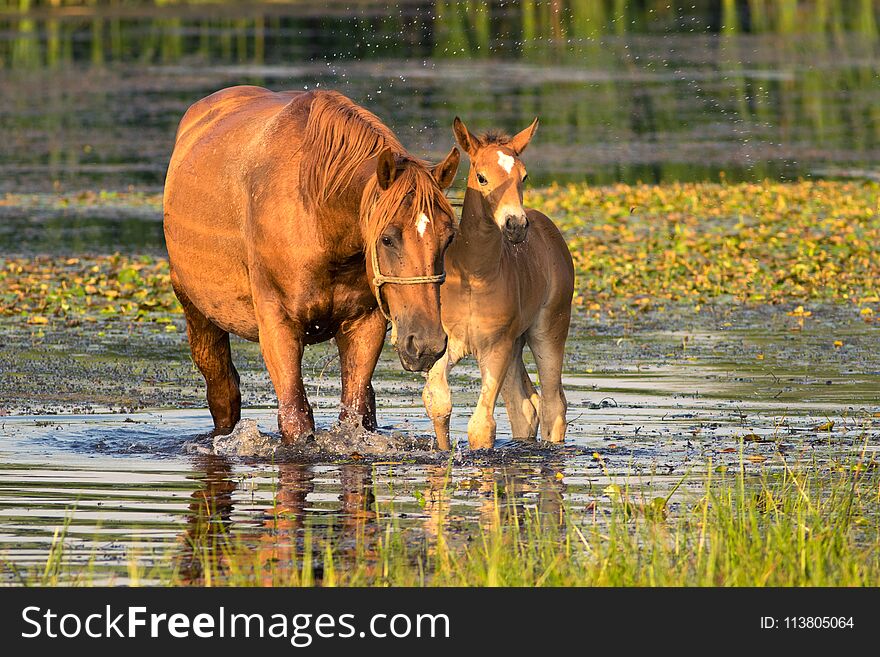 Sorrel mother horse and foal on the drinking place. Sorrel mother horse and foal on the drinking place