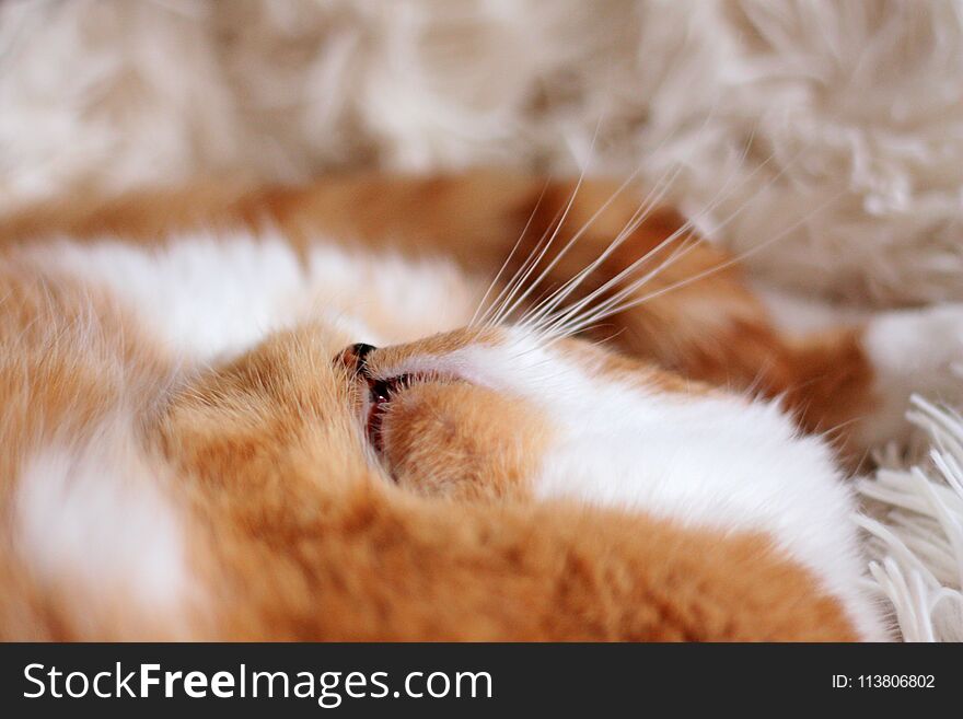 Closeup of tabby ginger cat face with mustache