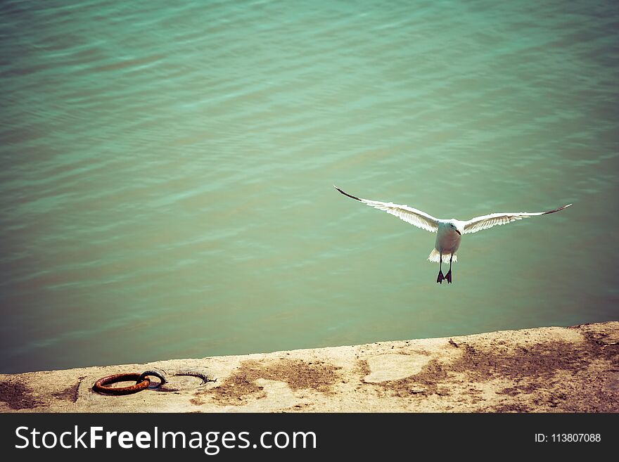 White bird sea gull flying freely with open wings towards coast against green river water. White bird sea gull flying freely with open wings towards coast against green river water
