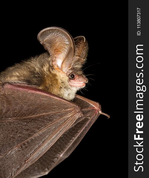 Long-eared bat Plecotus auritus flying on the dark night. Long-eared bat Plecotus auritus flying on the dark night