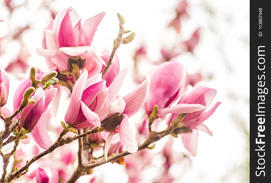 Chinese magnolia tulip tree blooming branches on sky background. Chinese magnolia tulip tree blooming branches on sky background