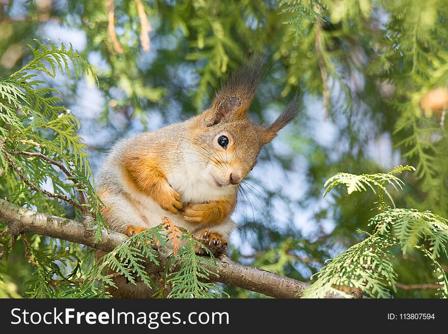 Red squirrel on a tree in a park in the nature