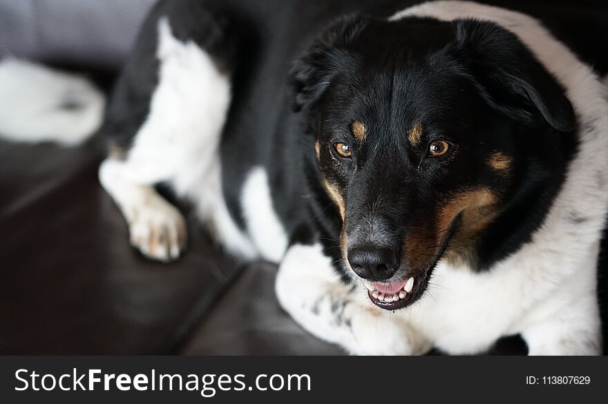 A dog laying on a couch looking at the camera. A dog laying on a couch looking at the camera.