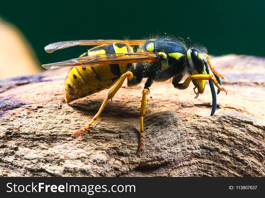 Closeup of dangerous and poisonous Vespula germanica wasp