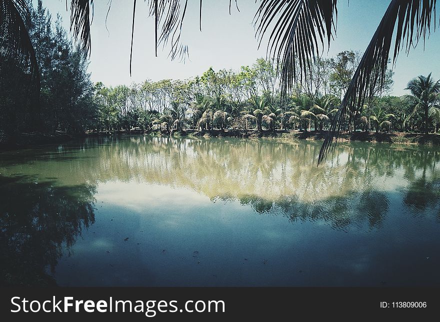 Photo of Coconut Trees Near Lake