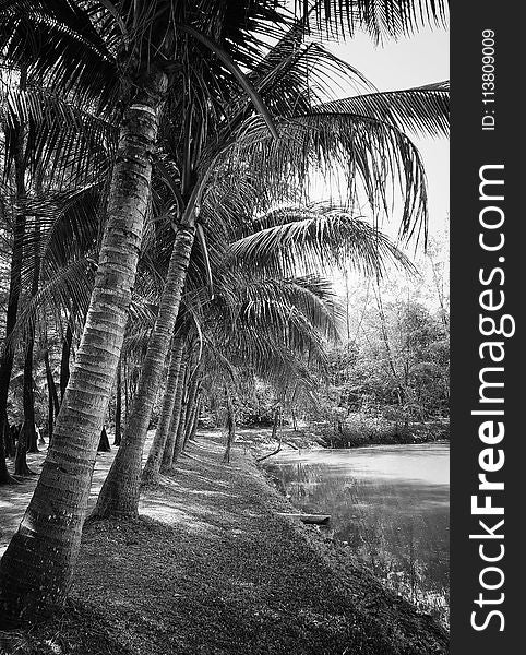 Grayscale Photography of Coconut Trees Beside Body of Water
