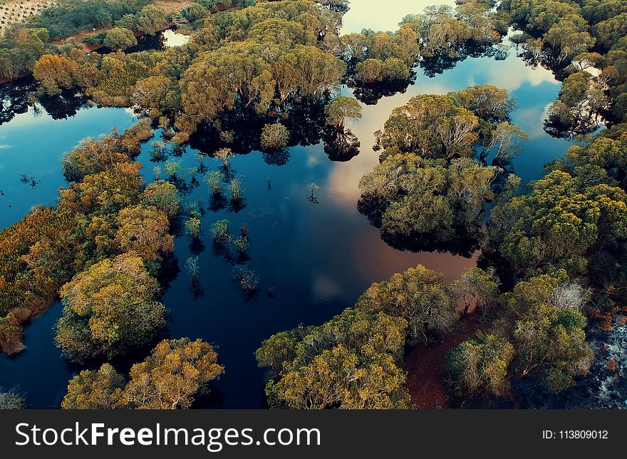 Aerial View Photography Of Green Leaf Trees Surrounded By Body Of Water At Daytime