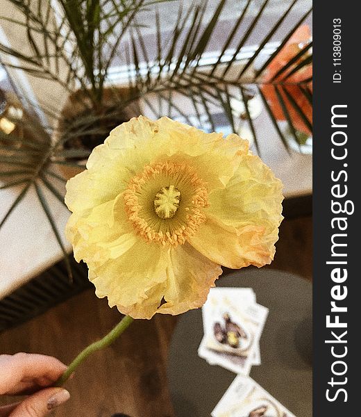 Yellow Poppy Flower in Closeup Photography