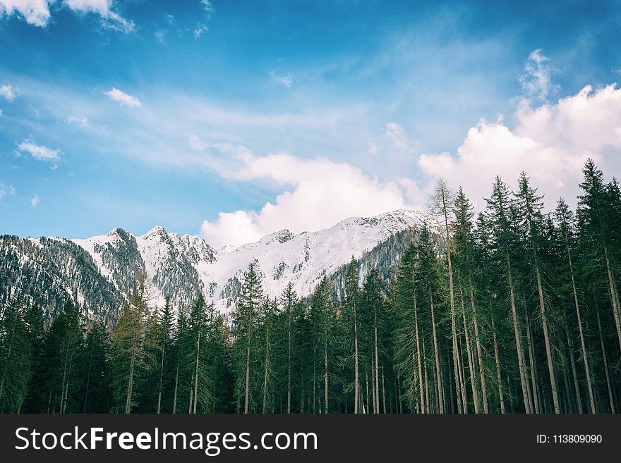 Green Leafed Trees With Snowy Mountain Background