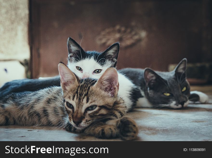 Three Short-fur Assorted-color Cats