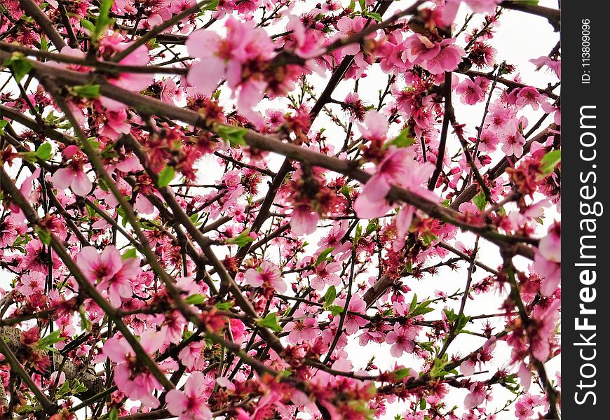 Photo of Cherry Blossom Flowers