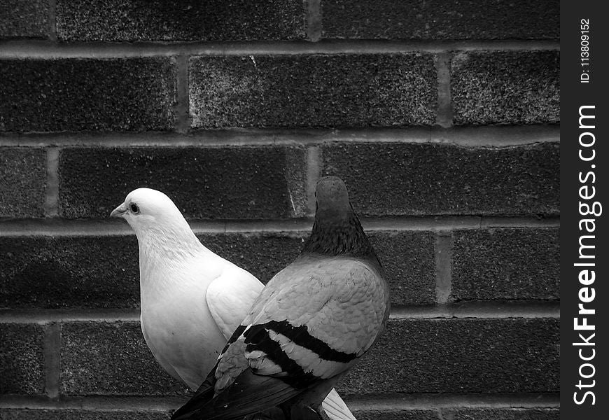 Grayscale Photo Of Tow Pigeons