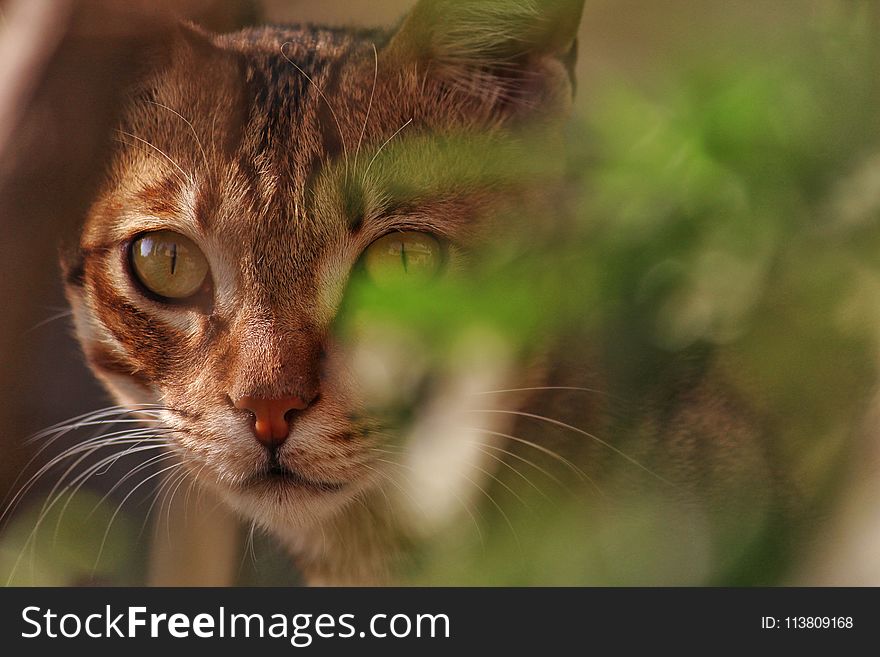 Selective Focus Photo of Brown Tabby Cat