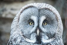 Great Grey Owl, Lapland Owl Strix Nebulosa. Stock Photography