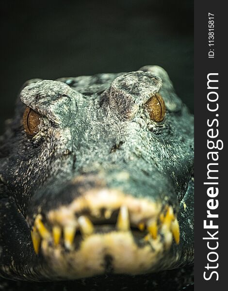 Portrait of Cuvier`s dwarf caiman Paleosuchus palpebrosus.