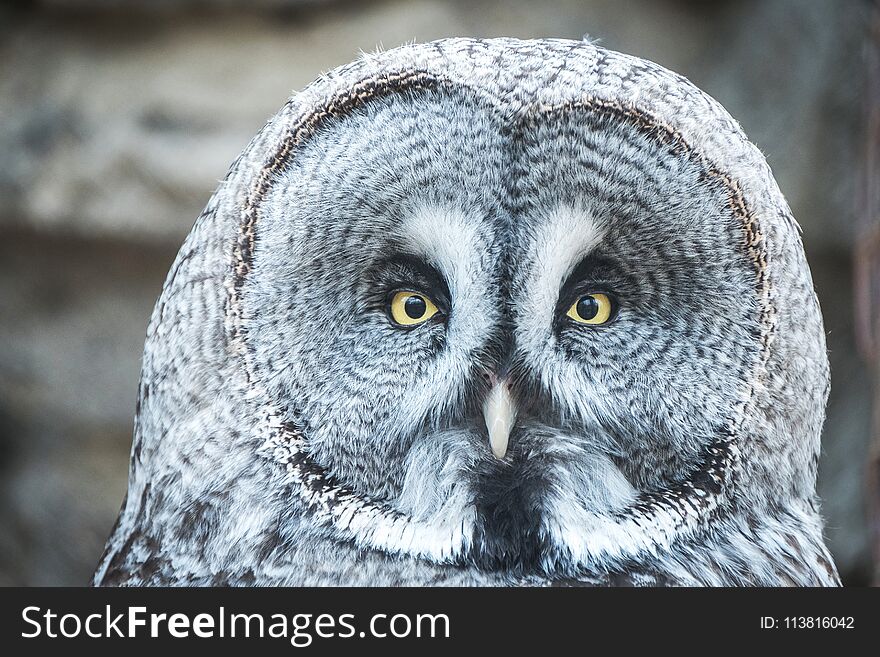 Great Grey Owl, Lapland Owl Strix nebulosa.