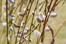 Willow Catkins On A Branch Stock Images