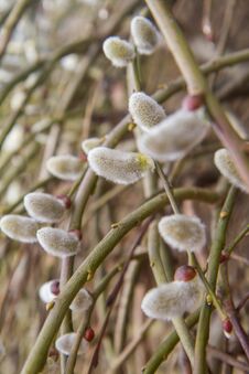 Free Willow Catkins On A Branch Royalty Free Stock Photos - 113825908