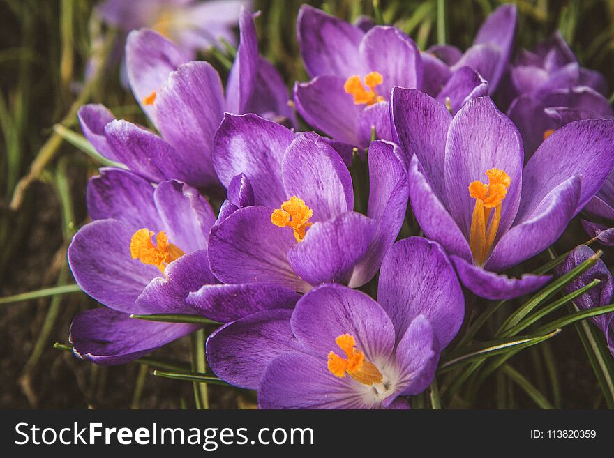 Purple Crocus flowers blooming in a garden