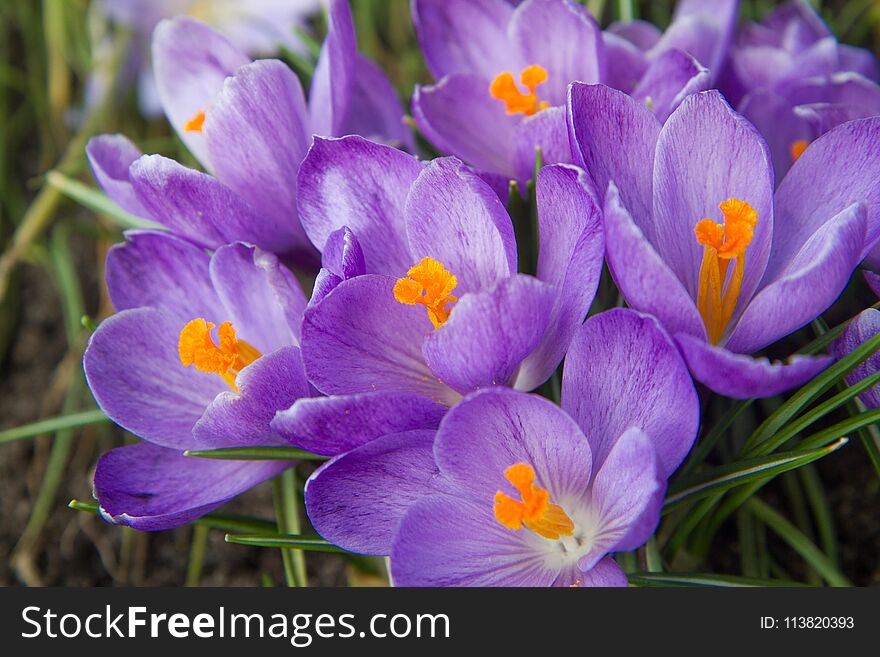 Purple Crocus flowers blooming in a garden