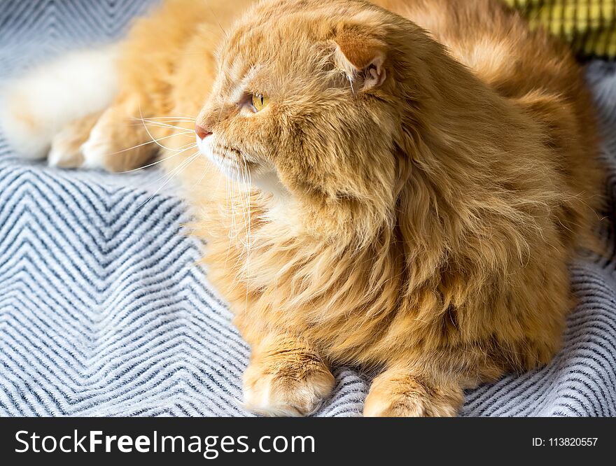 A beautiful red cat lies on a pink plaid. Favorite pet, pet care.