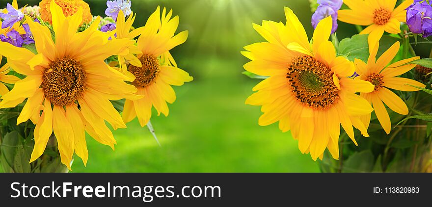 Sunflower isolated on green blur background. Flowers background. Sunflower isolated on green blur background. Flowers background.
