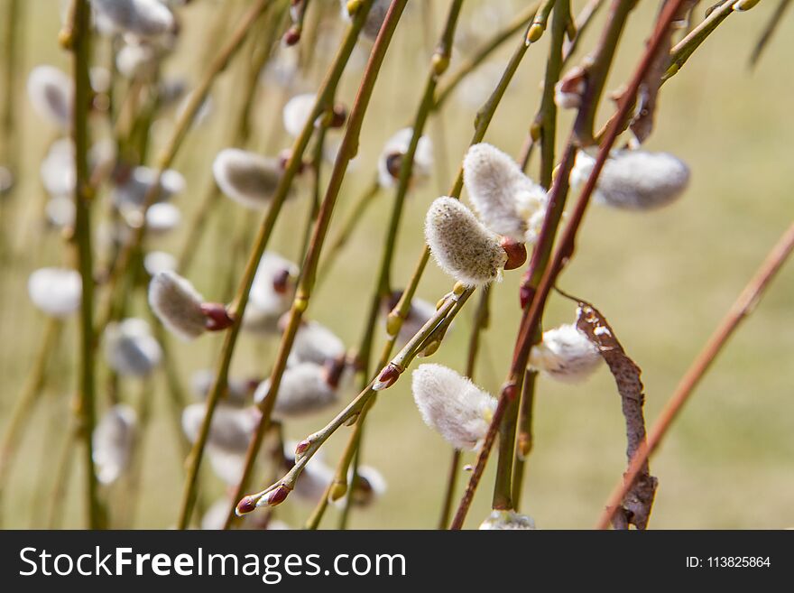 Willow catkins on a branch in spring