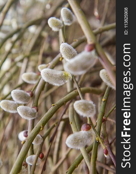 Willow catkins on a branch in spring